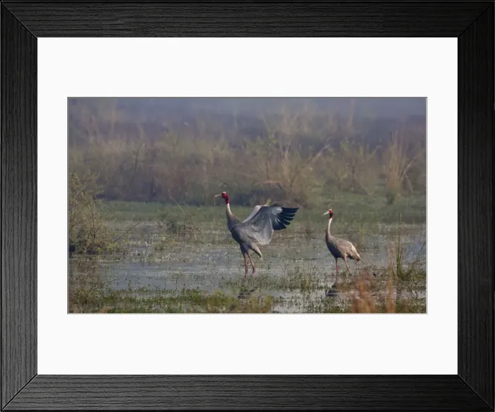 Framed Print : Picture No. 10886378 Framed Print : Picture No. 10886378