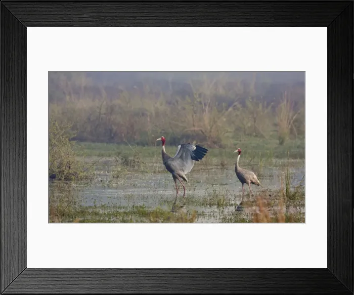 Framed Print : Picture No. 10886379 Framed Print : Picture No. 10886379