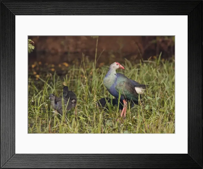 Framed Print : Picture No. 10886376 Framed Print : Picture No. 10886376
