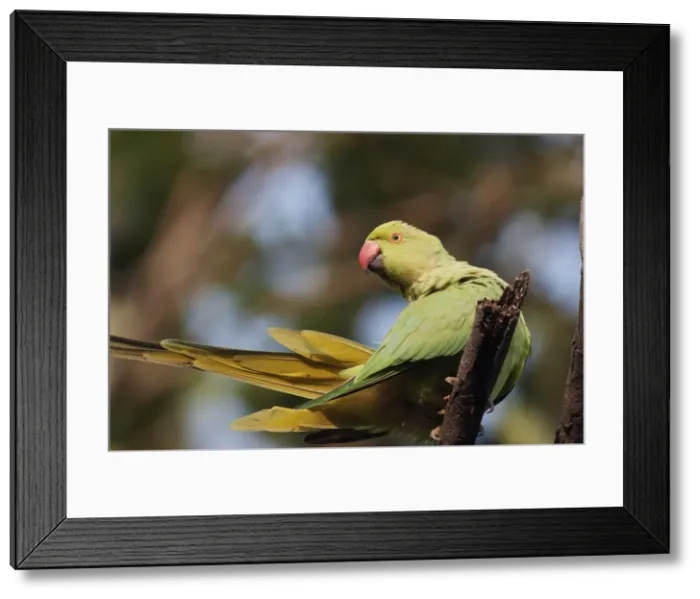 Framed Print : Picture No. 10886382 Framed Print : Picture No. 10886382