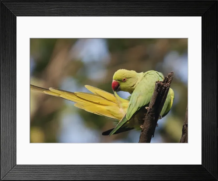 Framed Print : Picture No. 10886381 Framed Print : Picture No. 10886381