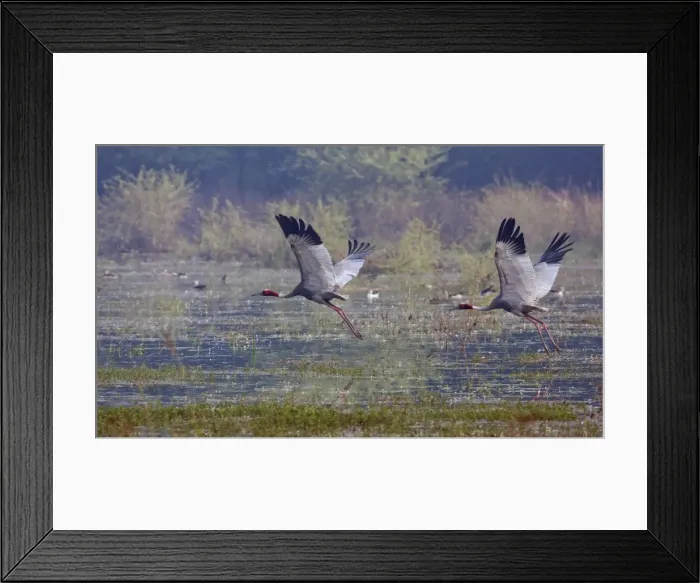 Framed Print : Picture No. 10886380 Framed Print : Picture No. 10886380