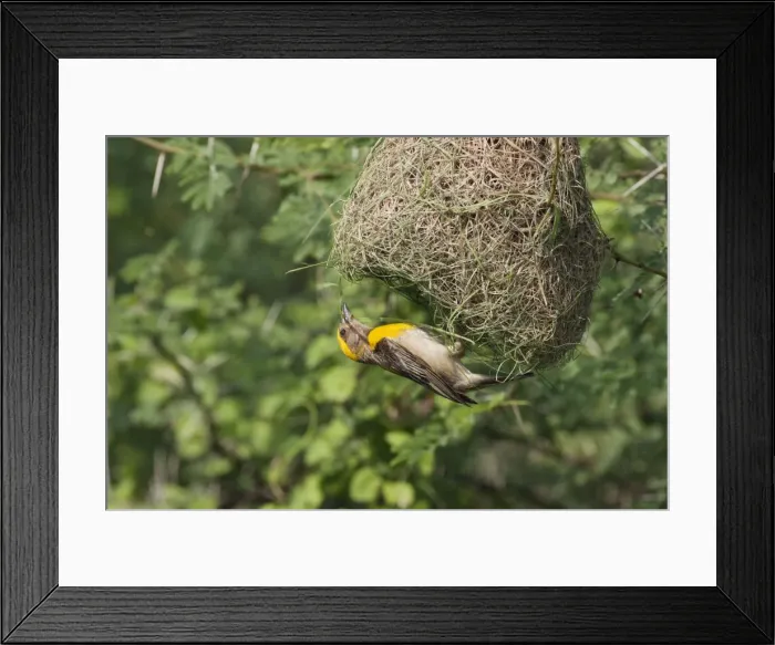 Framed Print : Picture No. 10886383 Framed Print : Picture No. 10886383