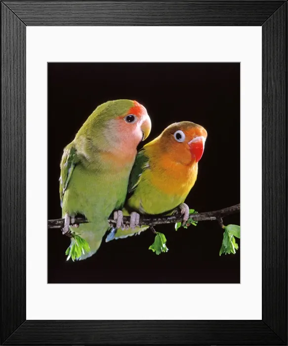 Framed Print : Picture No. 10886384 Framed Print : Picture No. 10886384