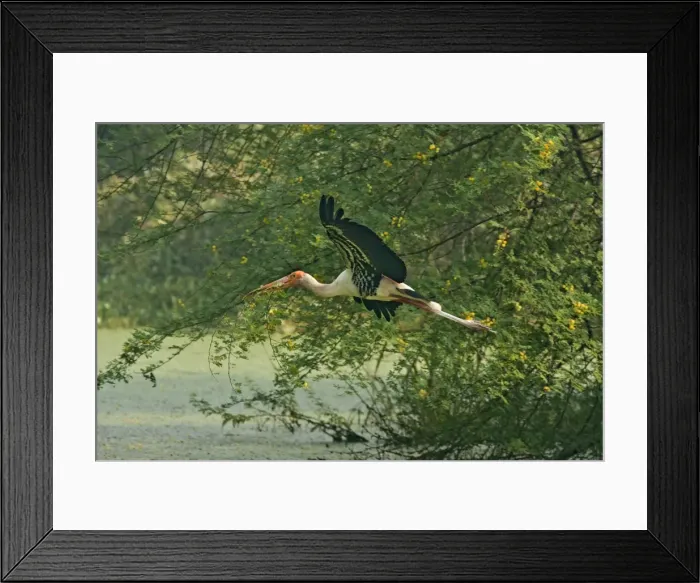 Framed Print : Picture No. 10886372 Framed Print : Picture No. 10886372