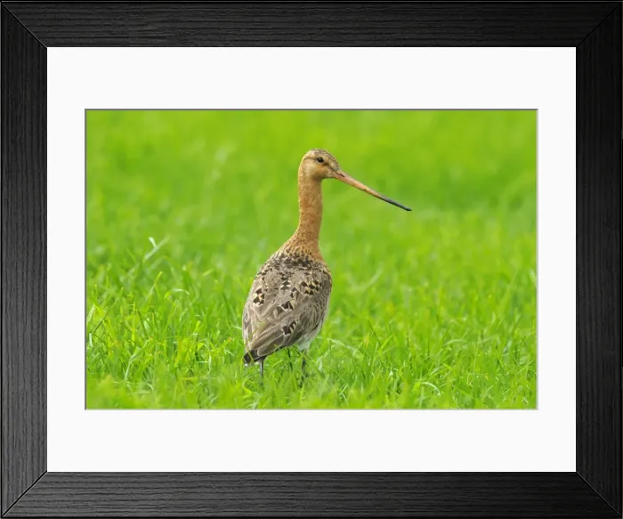 Framed Print : Picture No. 10886584 Framed Print : Picture No. 10886584
