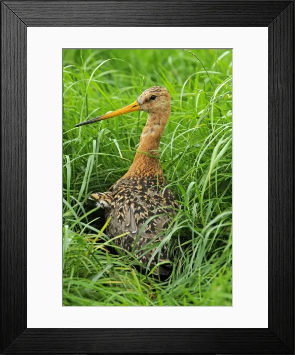 Framed Print : Picture No. 10886583 Framed Print : Picture No. 10886583