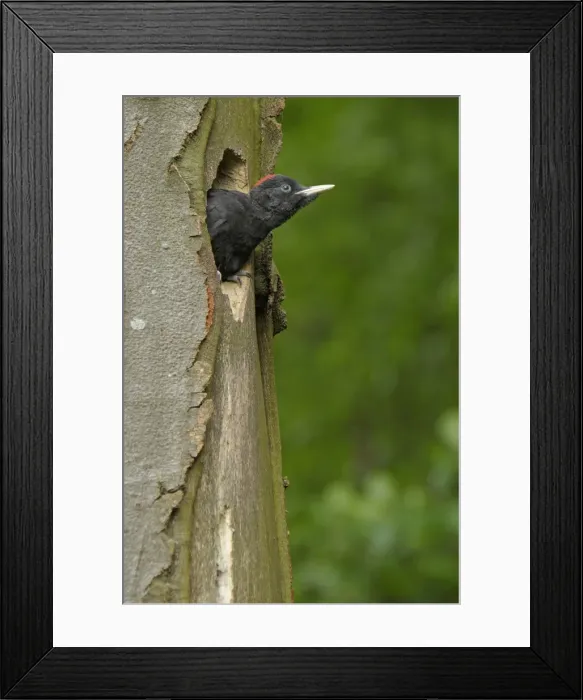 Framed Print : Picture No. 10886586 Framed Print : Picture No. 10886586