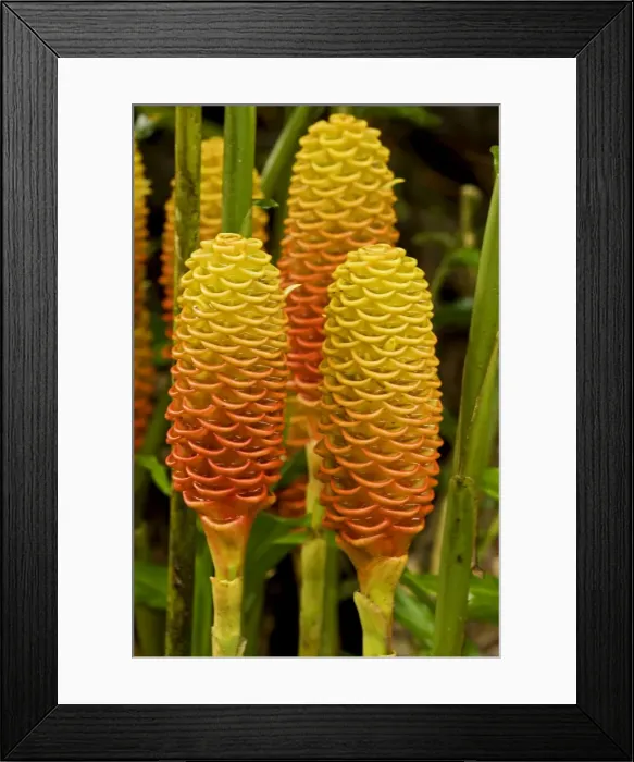 Framed Print : Picture No. 10886596 Framed Print : Picture No. 10886596