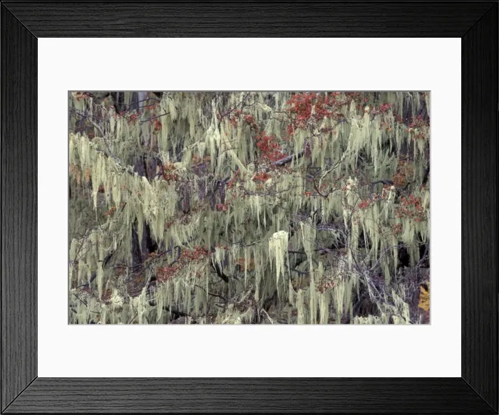 Framed Print : Picture No. 10886590 Framed Print : Picture No. 10886590