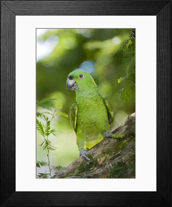 Framed Print : Picture No. 10886600 Framed Print : Picture No. 10886600