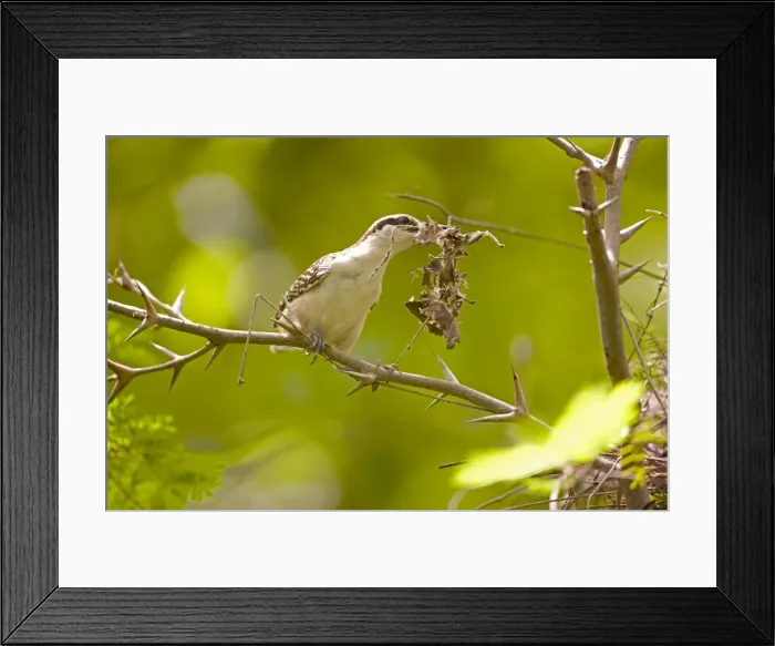 Framed Print : Picture No. 10886595 Framed Print : Picture No. 10886595