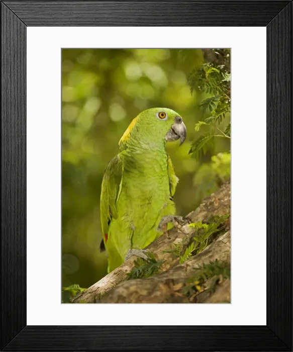 Framed Print : Picture No. 10886603