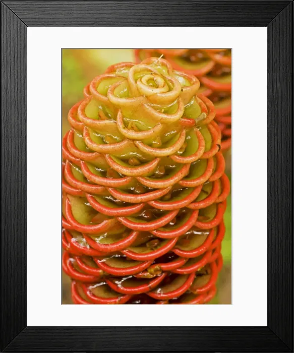 Framed Print : Picture No. 10886598 Framed Print : Picture No. 10886598