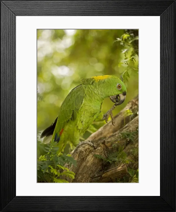 Framed Print : Picture No. 10886604 Framed Print : Picture No. 10886604