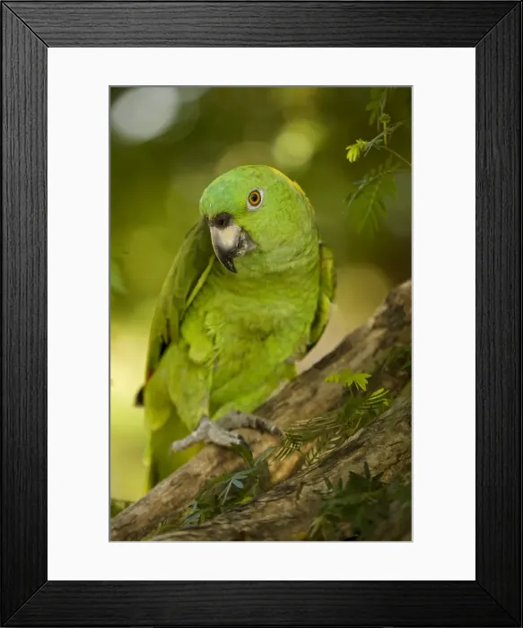 Framed Print : Picture No. 10886601