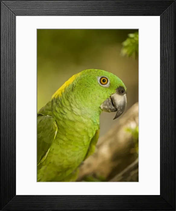 Framed Print : Picture No. 10886605 Framed Print : Picture No. 10886605
