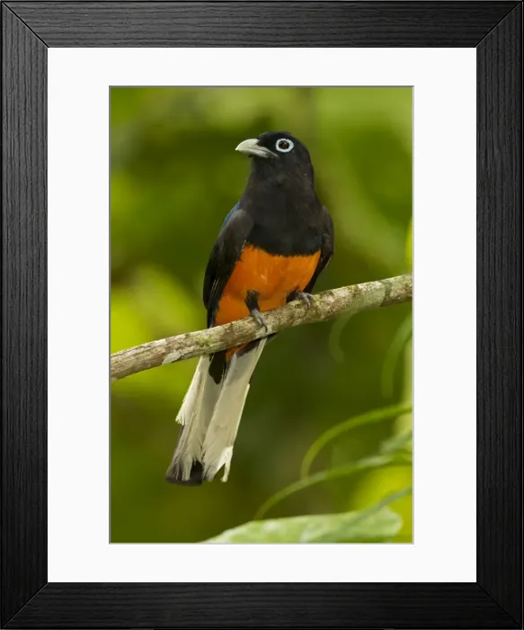 Framed Print : Picture No. 10886607 Framed Print : Picture No. 10886607