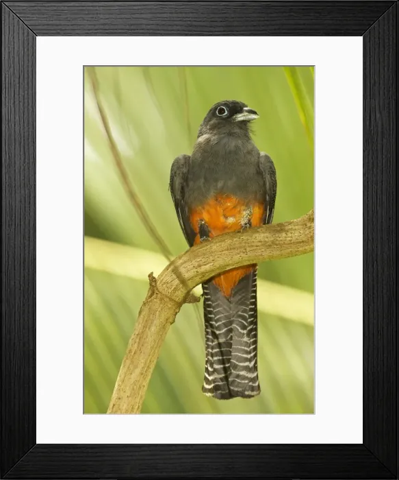 Framed Print : Picture No. 10886606 Framed Print : Picture No. 10886606