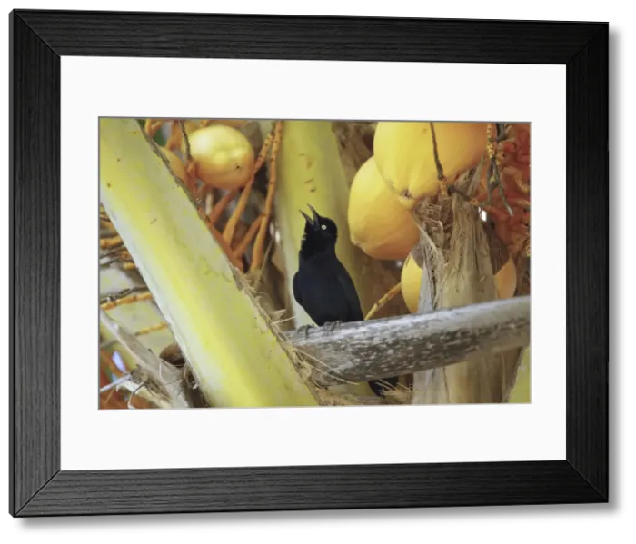 Framed Print : Picture No. 10886609 Framed Print : Picture No. 10886609