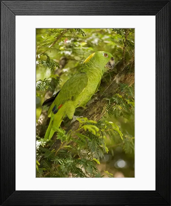 Framed Print : Picture No. 10886602