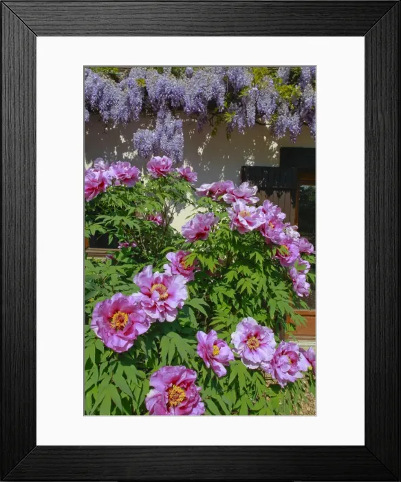 Framed Print : Picture No. 10886611 Framed Print : Picture No. 10886611