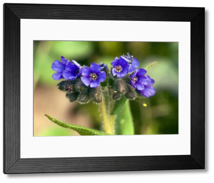 Framed Print : Picture No. 10886613 Framed Print : Picture No. 10886613