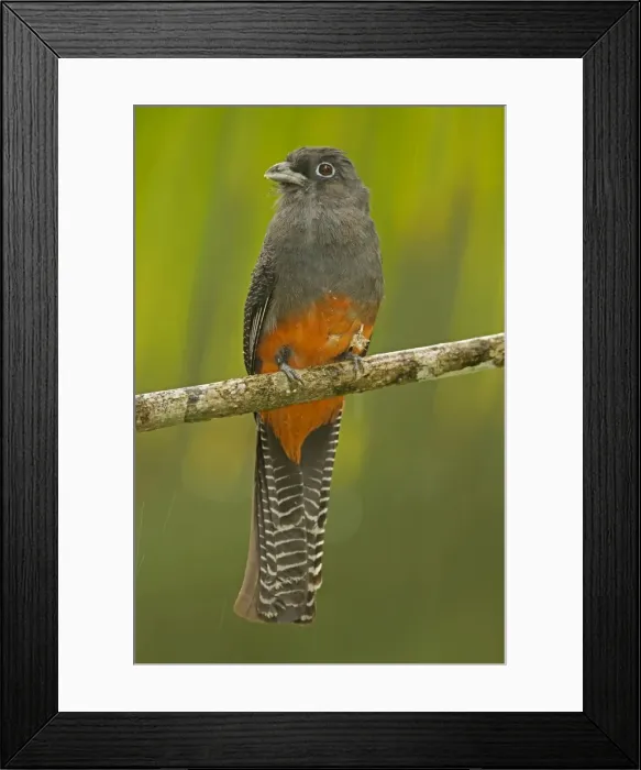 Framed Print : Picture No. 10886608 Framed Print : Picture No. 10886608