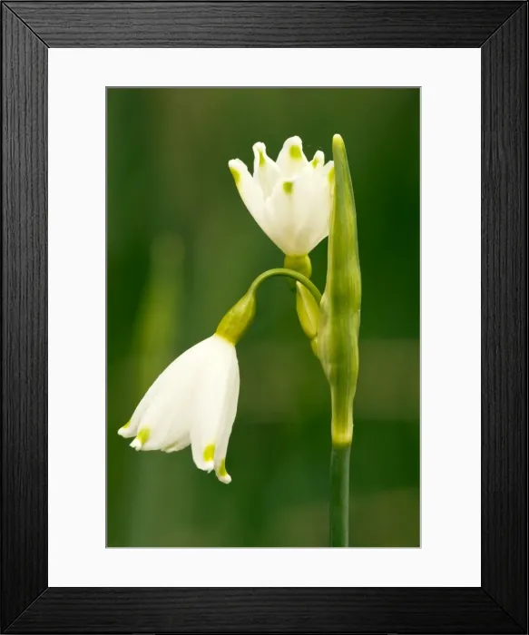 Framed Print : Picture No. 10886615 Framed Print : Picture No. 10886615