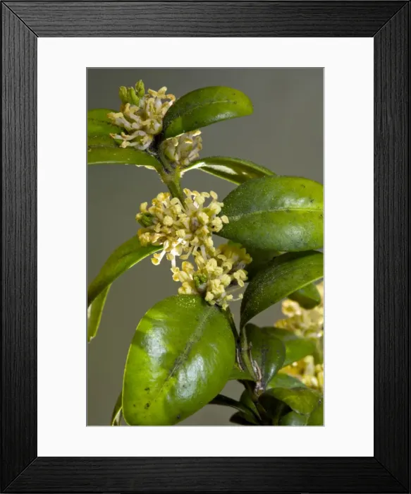 Framed Print : Picture No. 10886616 Framed Print : Picture No. 10886616