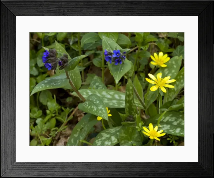 Framed Print : Picture No. 10886618