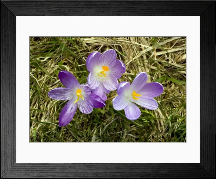 Framed Print : Picture No. 10886620 Framed Print : Picture No. 10886620