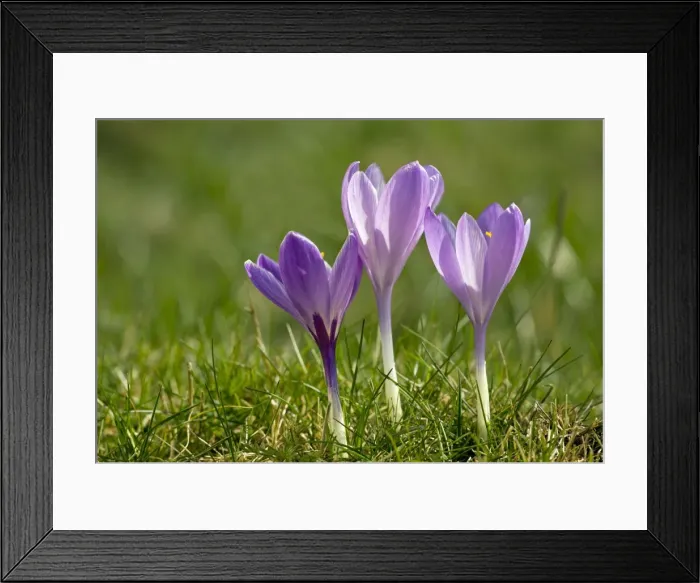 Framed Print : Picture No. 10886621 Framed Print : Picture No. 10886621