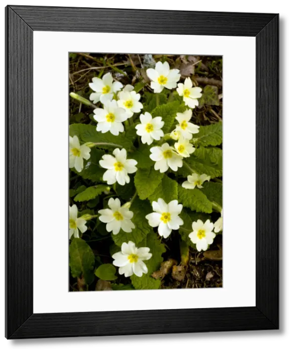 Framed Print : Picture No. 10886619 Framed Print : Picture No. 10886619