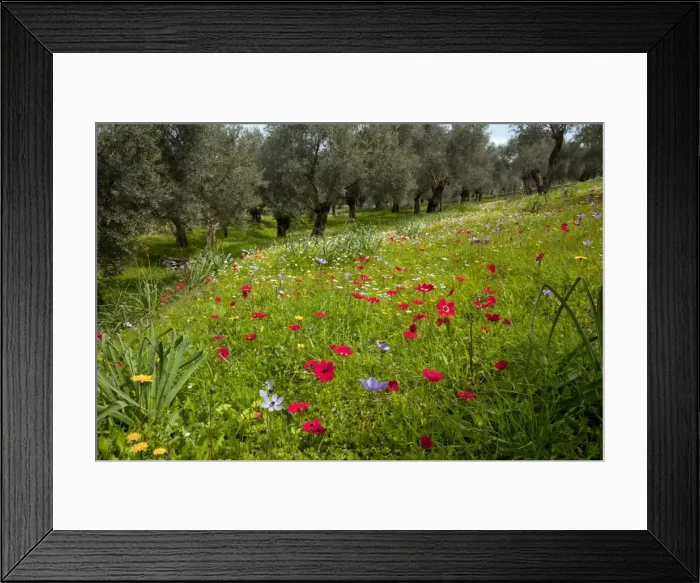 Framed Print : Picture No. 10886626 Framed Print : Picture No. 10886626