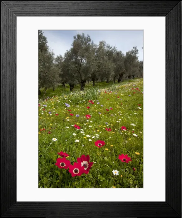Framed Print : Picture No. 10886625