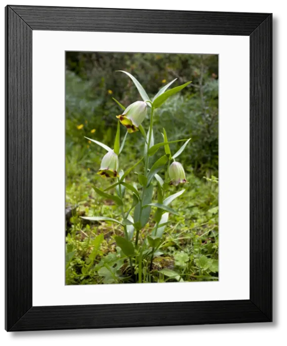 Framed Print : Picture No. 10886624 Framed Print : Picture No. 10886624