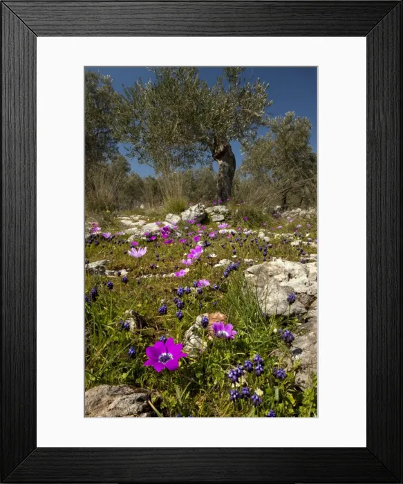 Framed Print : Picture No. 10886628 Framed Print : Picture No. 10886628