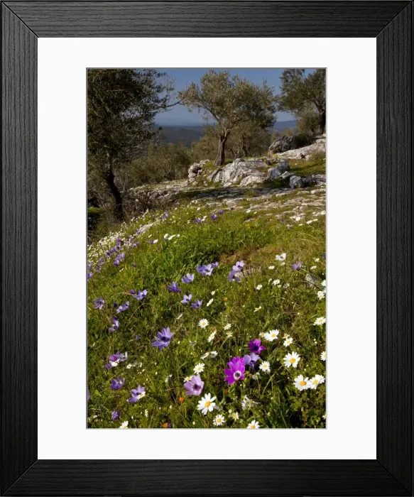 Framed Print : Picture No. 10886627 Framed Print : Picture No. 10886627