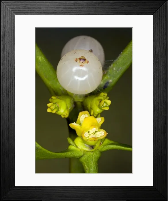 Framed Print : Picture No. 10886633 Framed Print : Picture No. 10886633