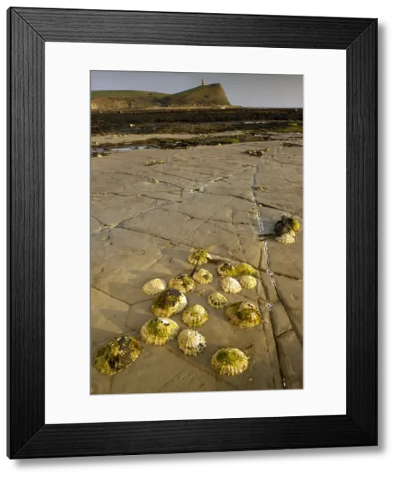 Framed Print : Picture No. 10886630