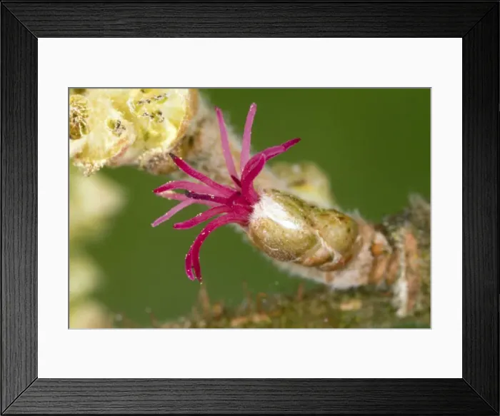 Framed Print : Picture No. 10886636 Framed Print : Picture No. 10886636