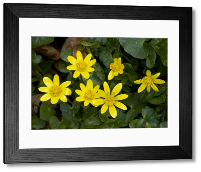 Framed Print : Picture No. 10886634 Framed Print : Picture No. 10886634