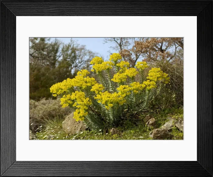 Framed Print : Picture No. 10886639 Framed Print : Picture No. 10886639