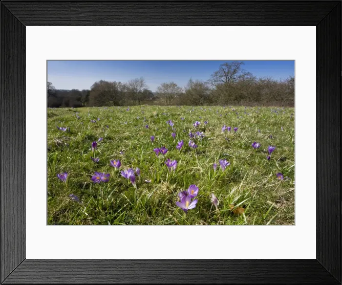 Framed Print : Picture No. 10886637