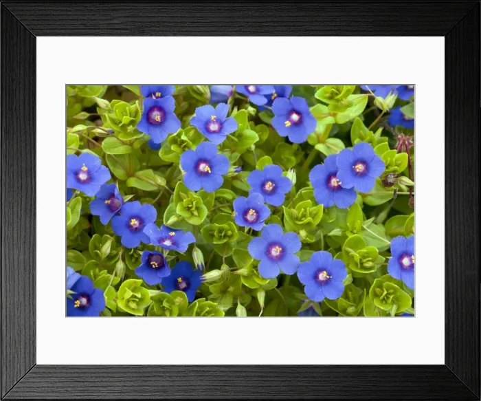 Framed Print : Picture No. 10886645