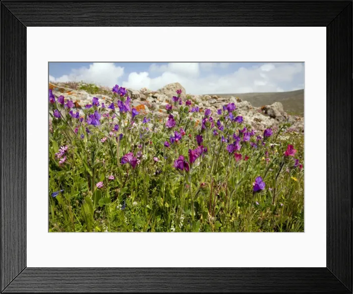 Framed Print : Picture No. 10886646
