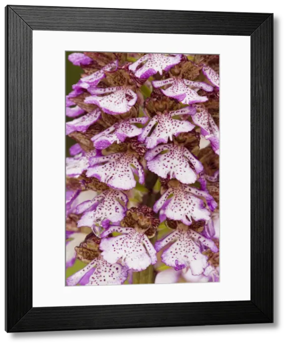 Framed Print : Picture No. 10886647 Framed Print : Picture No. 10886647