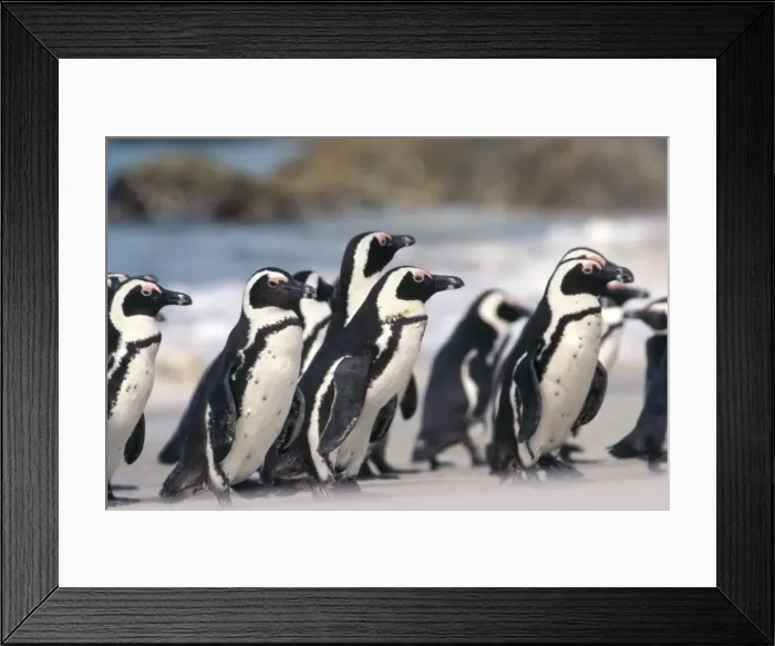 Framed Print : Picture No. 10886653 Framed Print : Picture No. 10886653
