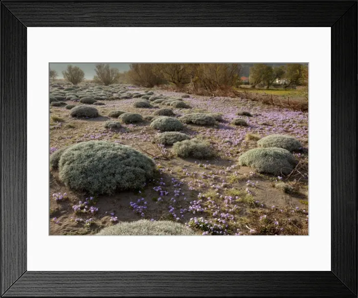 Framed Print : Picture No. 10886642 Framed Print : Picture No. 10886642